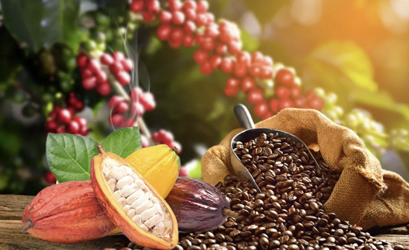 Cacao & Café